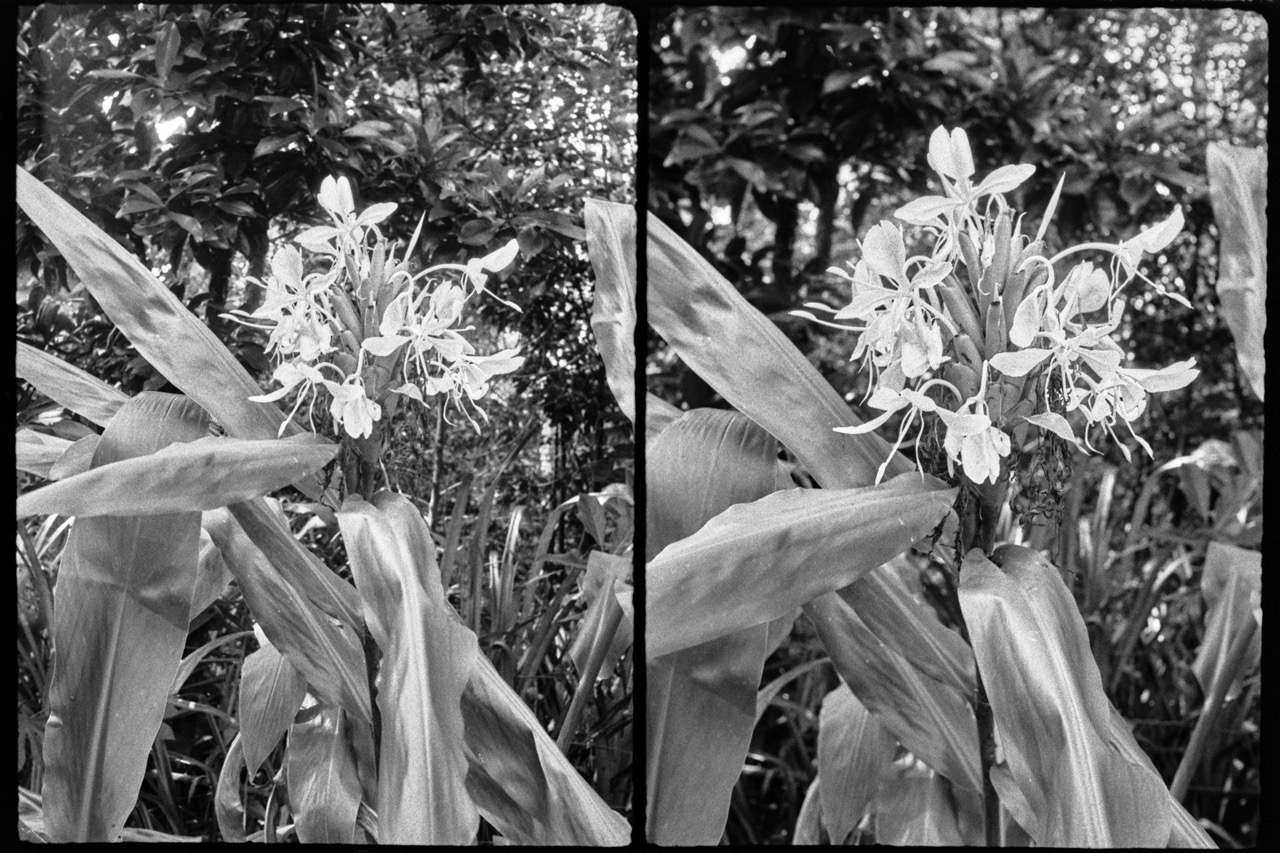 diptych_ginger