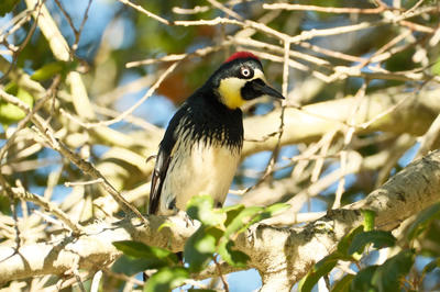 
            2025
            • Foothills Nature Preserve
            • Acorn Woodpecker
            • Fujifilm X-T5