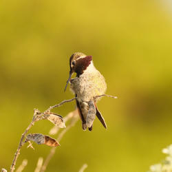 
            2026
            • Crissy Field
            • Anna's Hummingbird
            • Fujifilm X-T5