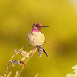 
            2026
            • Crissy Field
            • Anna's Hummingbird
            • Fujifilm X-T5