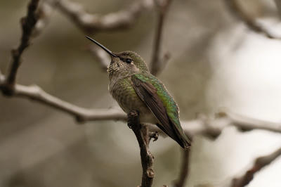 
            2025
            • Juri Commons
            • Anna's Hummingbird
            • Fujifilm X-T5