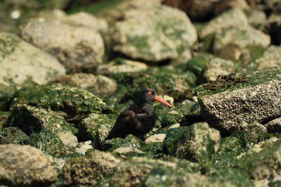 
            2026
            • Heron's Head Park
            • Black Oystercatcher
            • Fujifilm X-T5