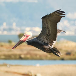 
            2026
            • Heron's Head Park
            • Brown Pelican
            • Fujifilm X-T5
