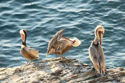 
            2025
            • Wilder Ranch State Park
            • Brown Pelican
            • Fujifilm X-T5