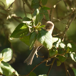 
            2025
            • Golden Gate Park
            • Bushtit
            • Fujifilm X-T5