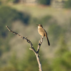 
            2025
            • Foothills Nature Preserve
            • California Thrasher
            • Fujifilm X-T5