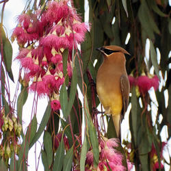 
            2026
            • Mission Creek
            • Cedar Waxwing
            • Fujifilm X-T5