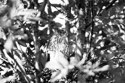 
            Cooper's Hawk
            • Glen Canyon Park
            • Olympus OM-1n • Kodak T-MAX P3200