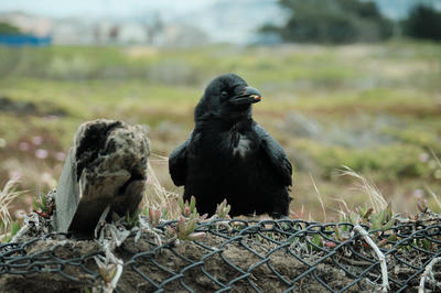 
            2025
            • Thornton State Beach
            • Common Raven
            • Fujifilm X-T5