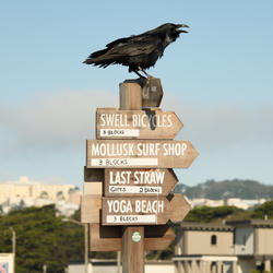 
            2025
            • Sunset Dunes
            • Common Raven
            • Fujifilm X-T5