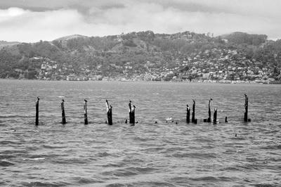 
            2025
            • Angel Island
            • Double-crested Cormorant
            • Fujifilm X-T5
