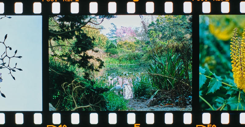 
            2026
            • Golden Gate Park
            • Great Egret
            • Olympus OM-1n • Fujifilm Provia 100f