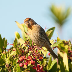 
            2026
            • Heron's Head Park
            • House Finch
            • Fujifilm X-T5
