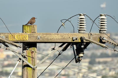 
            2026
            • Mt. Davidson
            • Northern Flicker
            • Fujifilm X-T5