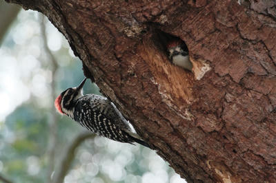
            2025
            • Bernal Heights Park
            • Nutall's Woodpecker
            • Fujifilm X-T5
