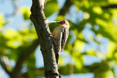 
            2026
            • Asbury Park
            • Red-bellied Woodpecker
            • Fujifilm X-T5
