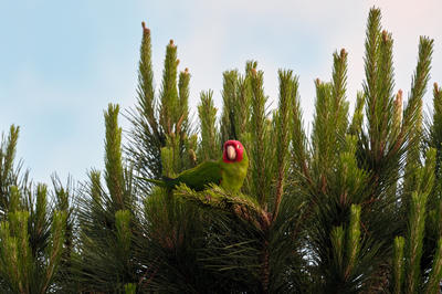
            2026
            • Mission
            • Red-masked Parakeet
            • Fujifilm X-T5