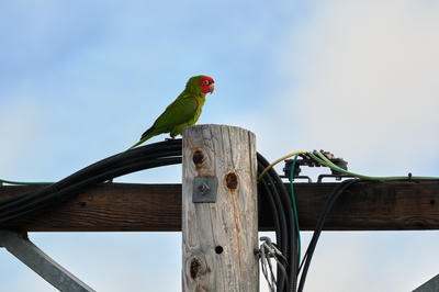 
            2026
            • Mission
            • Red-masked Parakeet
            • Fujifilm X-T5