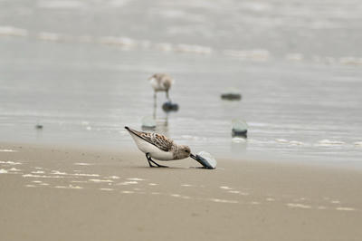 
            2026
            • Ocean Beach
            • Sanderling
            • Fujifilm X-T5