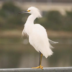 
            2026
            • Crissy Field
            • Snowy Egret
            • Fujifilm X-T5
