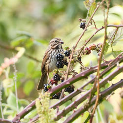 
            2026
            • Golden Gate Park
            • Song Sparrow
            • Fujifilm X-T5
