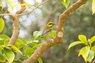 
            2025
            • Golden Gate Park
            • Townsend's Warbler
            • Fujifilm X-T5
