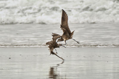 
            2026
            • Ocean Beach
            • Hudsonian Whimbrel
            • Fujifilm X-T5