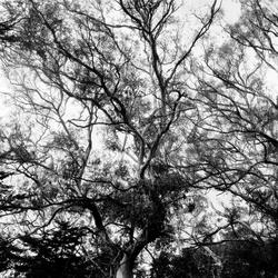 
            2025
            • Buena Vista Park
            • Canopy
            • Yashica Mat-124g • Kentmere 200