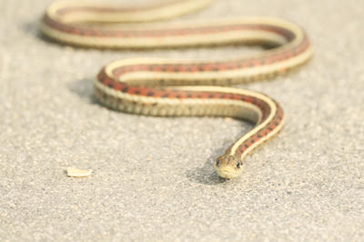 
            2026
            • Heron's Head Park
            • Garter Snake
            • Fujifilm X-T5