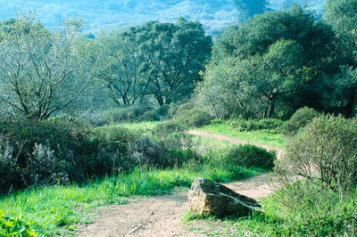 
            2026
            • Glen Canyon Park
            • Trail
            • Olympus OM-1n • Fujifilm Provia 100f