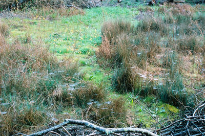 
            2026
            • Glen Canyon Park
            • Bog
            • Olympus OM-1n • Fujifilm Provia 100f