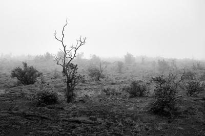
            2024
            • Hawaiʻi Volcanoes National Park
            • Ka'u Desert Trailhead
            • Fujifilm X-T5