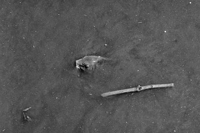 
            2026
            • Golden Gate Park
            • Koi
            • Olympus OM-2n • Ilford HP5+