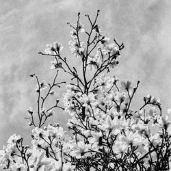 
            2026
            • Golden Gate Park
            • Magnolia
            • Olympus OM-1n • Ilford FP4+