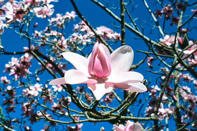 
            2026
            • Golden Gate Park
            • Magnolia
            • Olympus OM-1n • Fujifilm Provia 100f