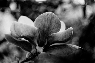 
            2025
            • Golden Gate Park
            • Magnolia
            • Olympus OM-1n • Ilford HP5+