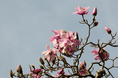 
            2026
            • Golden Gate Park
            • Magnolia
            • Fujifilm X-T5