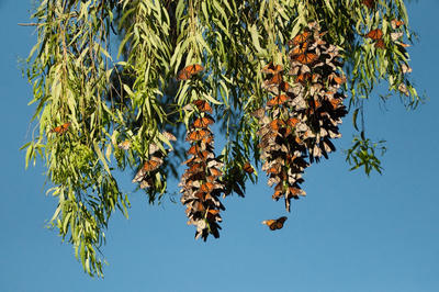 
            2025
            • Wilder Ranch State Park
            • Monarch Cluster
            • Fujifilm X-T5