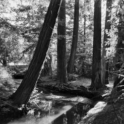 
            2026
            • Redwood Grove Nature Preserve
            • Redwood
            • Rolleiflex 3.5 MX-EVS • Kentmere 400