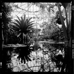 
            Corpse Flower
            • Conservatory of Flowers
            • Yashica Mat-124g • Kentmere 400