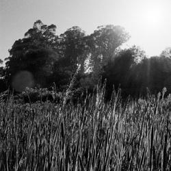 
            2026
            • Shollenberger Park
            • Grass
            • Pentax 17 • Kentmere 200