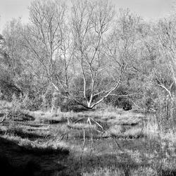 
            2026
            • El Polin Spring
            • Tree Reflection
            • Rolleiflex 3.5 MX-EVS • Kentmere 200