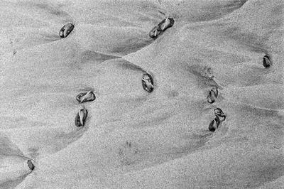 
            2026
            • Ocean Beach
            • Velella
            • Olympus OM-2n • Ilford HP5+